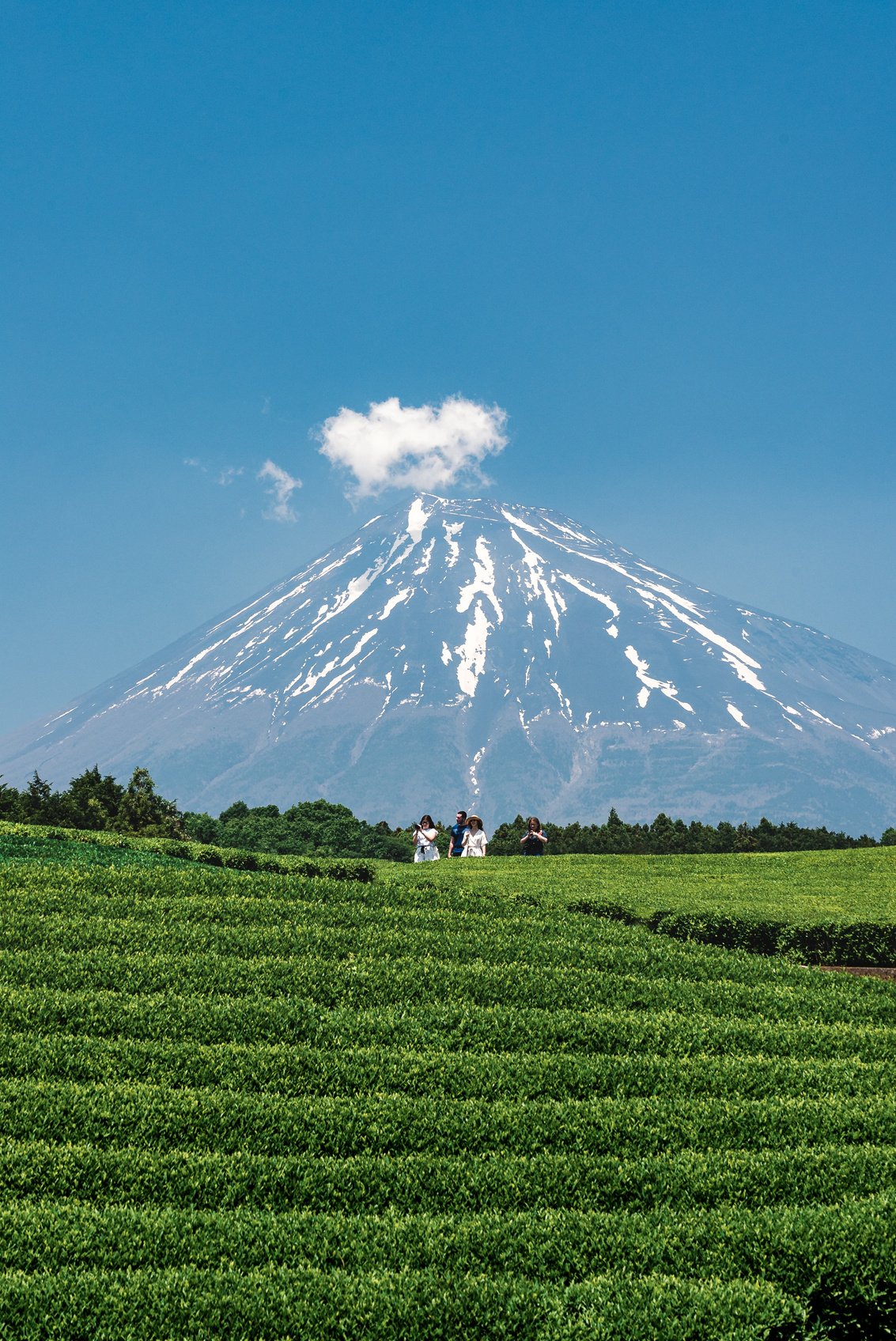 Tea farm