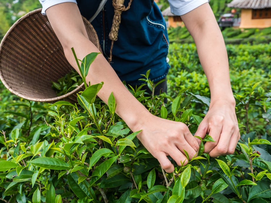 Tea farm